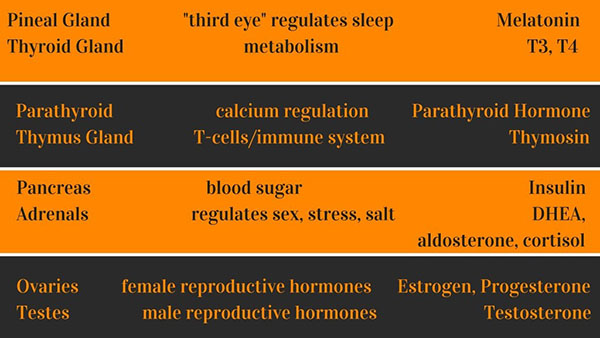 Endocrine Gland Chart