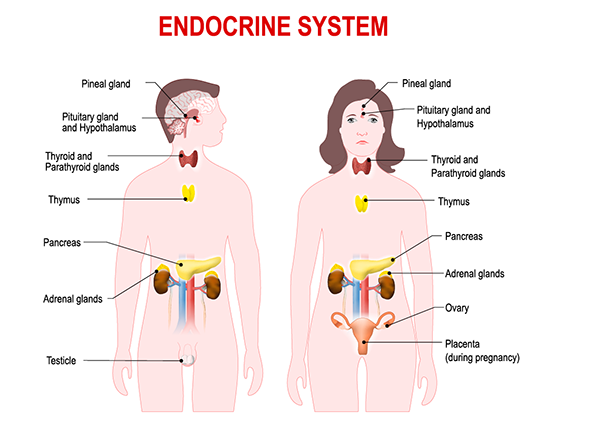 Endocrine System